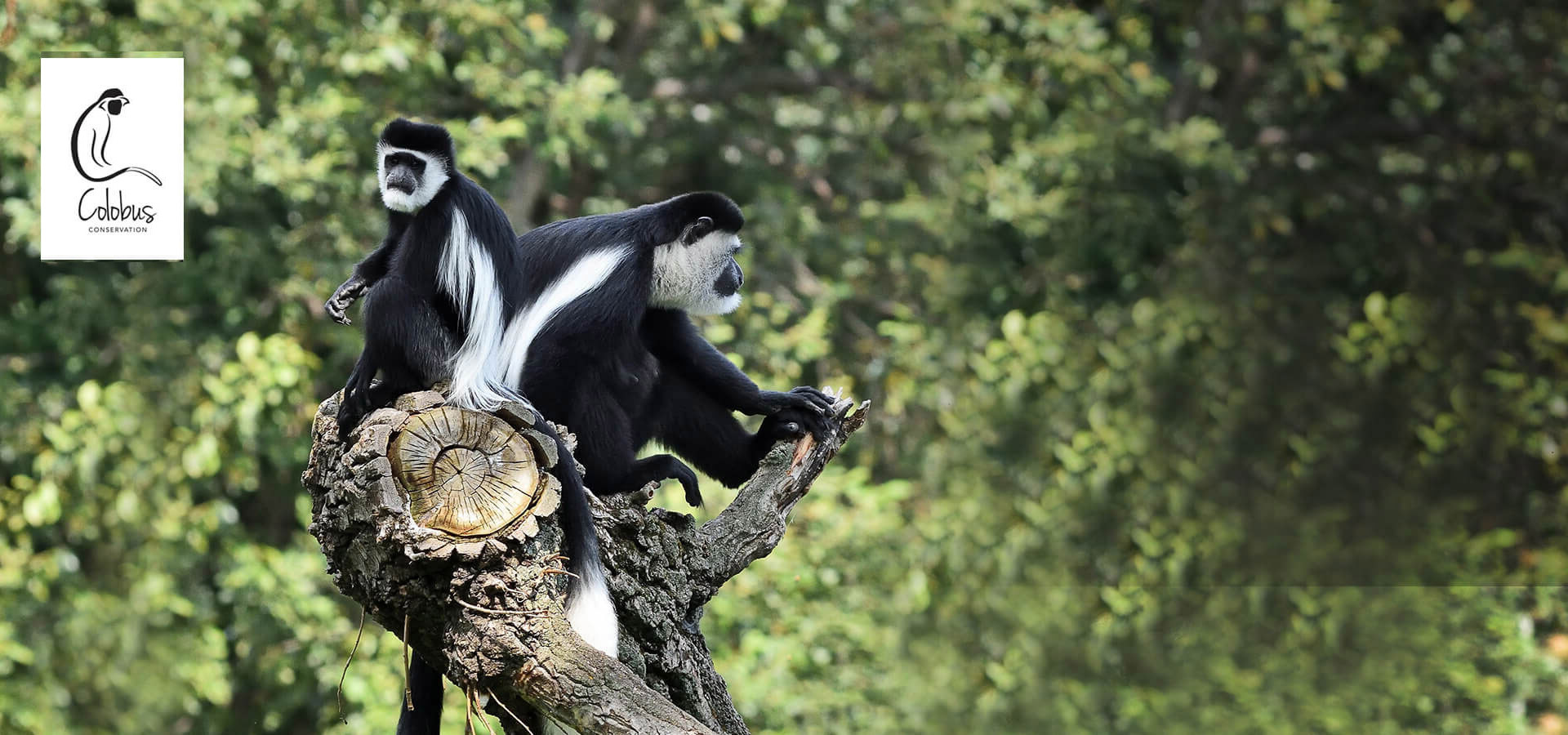 Visit the Colobus Conservation Trust